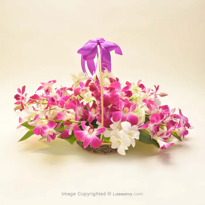 ORCHID SYMPHONY
